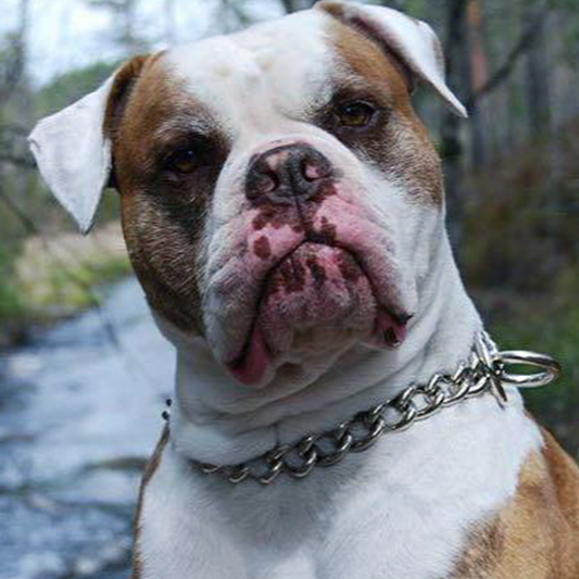 Chain Dog Collar Titan Ultra Heavy Chain Link – Rogue Royalty