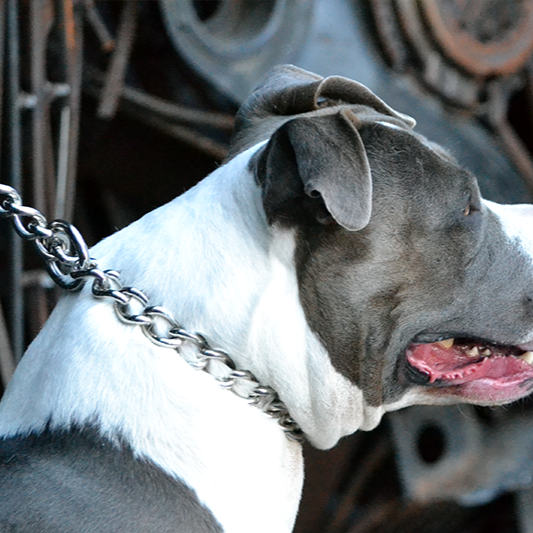 Chain link dog harness best sale