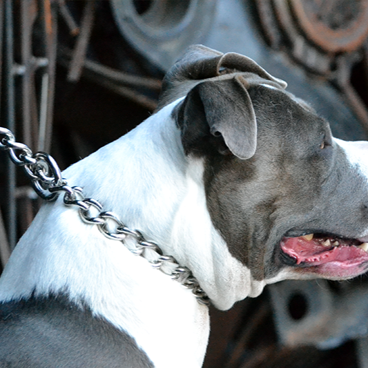 Chain Dog Collar - Titan Ultra Heavy Chain Link